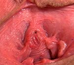 Signup For Gapemypussy.com With Paypal